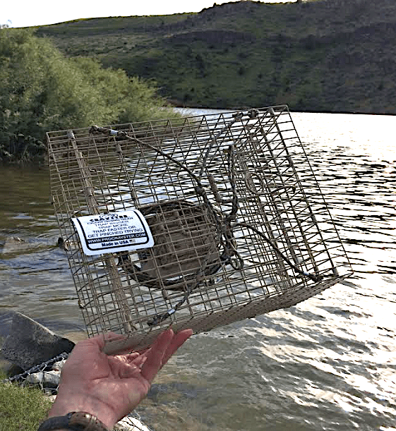 Crayster creek trap